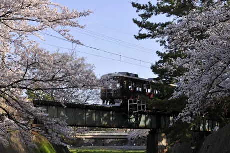 桜と阪急電車：苦楽園口付近