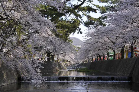 桜と夙川：苦楽園口付近