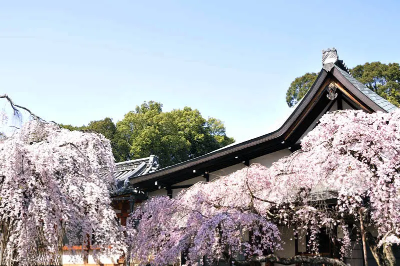 奈良氷室神社の桜
