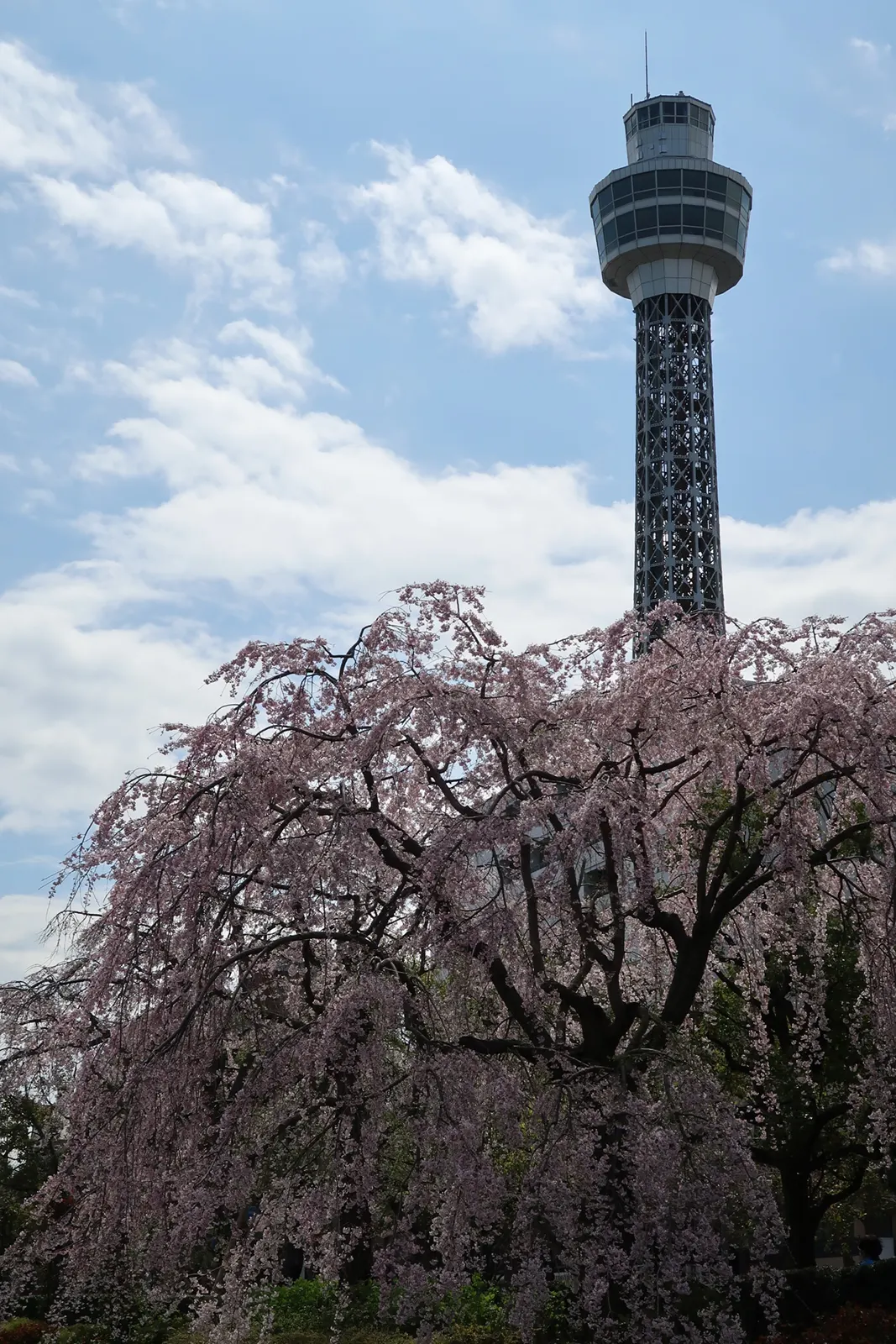 マリンタワーと枝垂れ桜