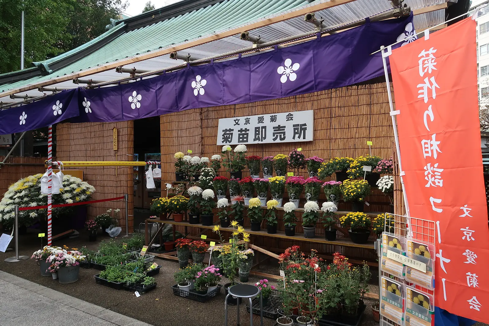 湯島天満宮の菊祭り