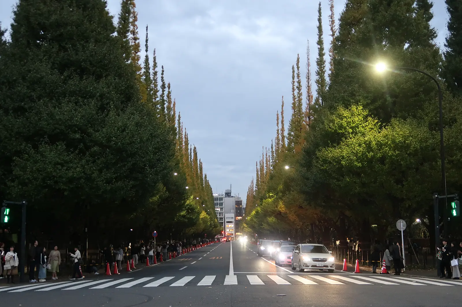 神宮外苑のいちょう並木